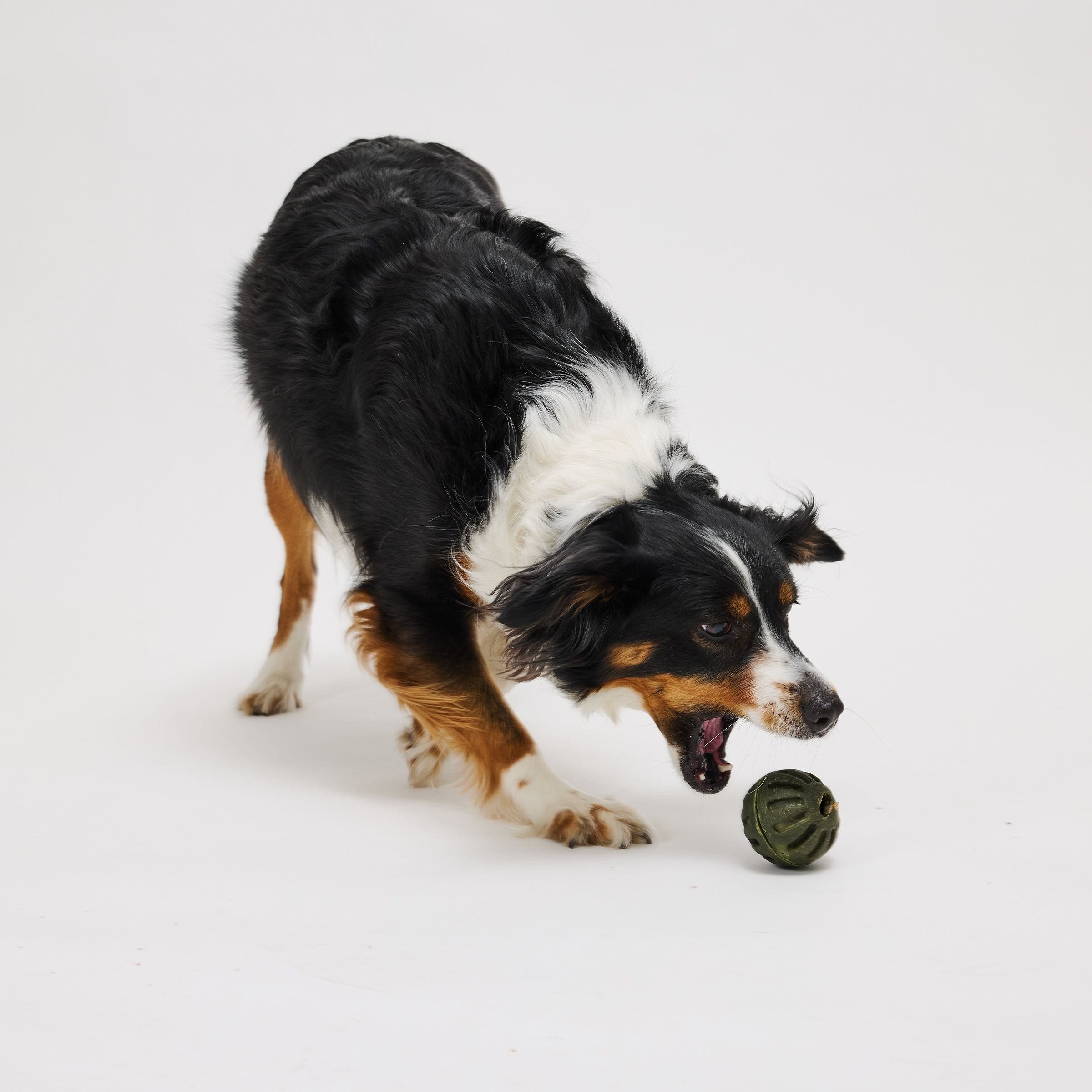 Ark Naturals Brushless Toothpaste Play! Mint Adult Dental Dog Treats, 4-oz box, 1 count