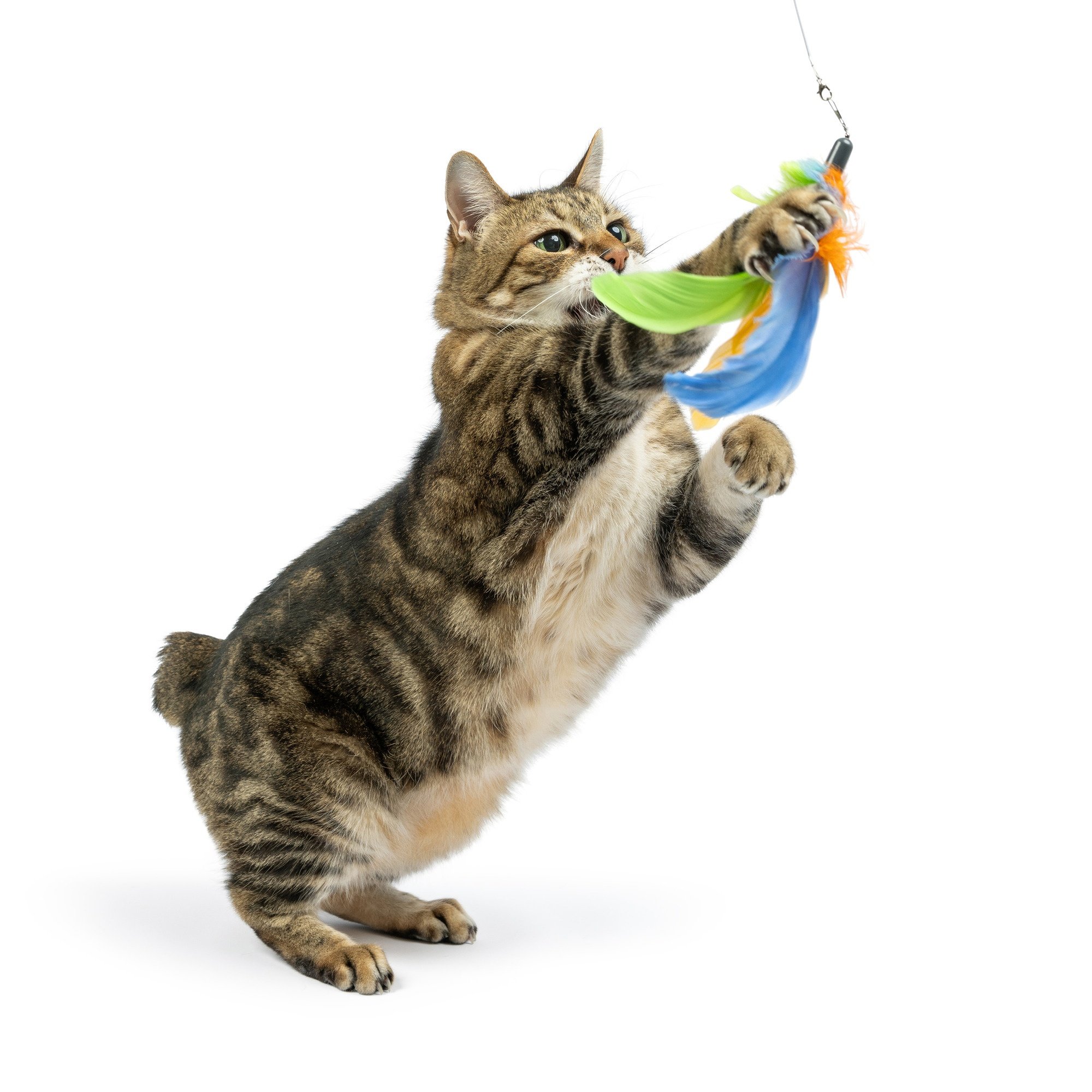 Huxley & Kent Cat Wand Teaser Sour Scratch Cat Toy, Green/Blue/Yellow