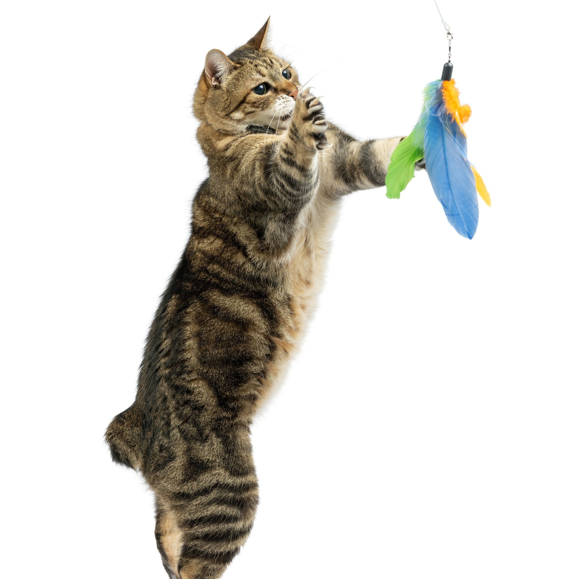 Huxley & Kent Cat Wand Teaser Sour Scratch Cat Toy, Green/Blue/Yellow