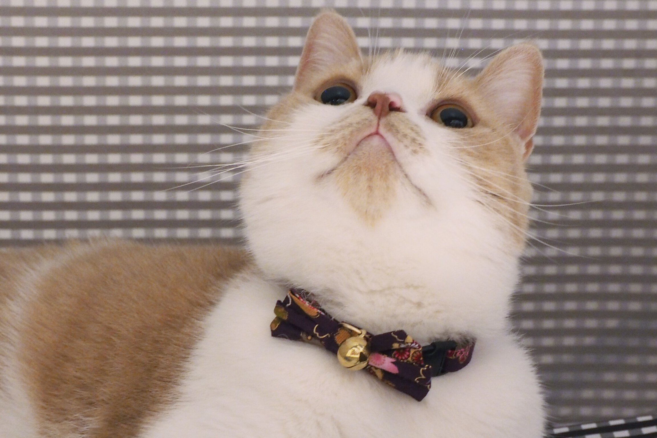 Necoichi Japanese Kimono Bow Tie Cotton Breakaway Cat Collar with Bell, Purple, 8.2 to 13.7-in neck, 2/5-in wide