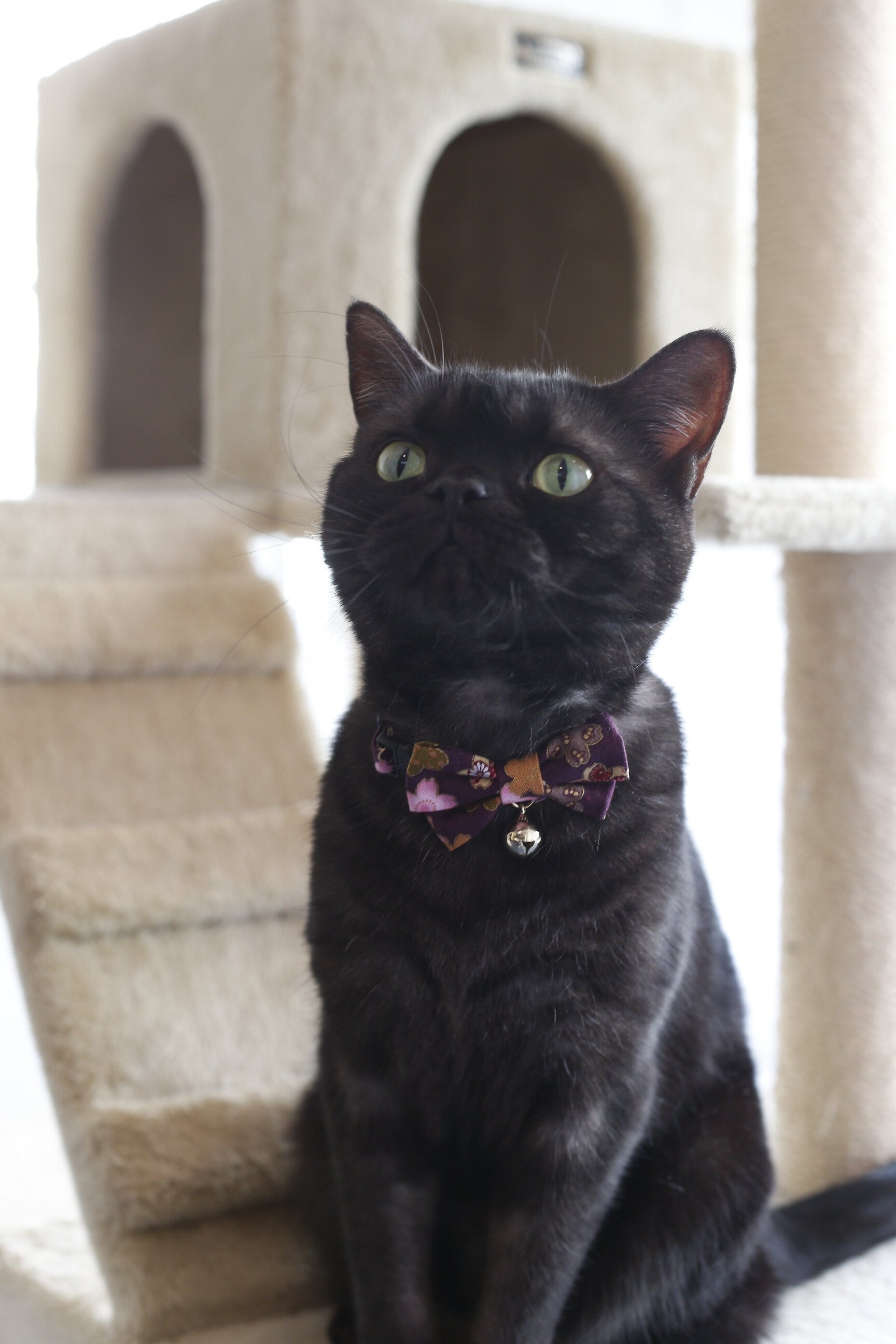 Necoichi Japanese Kimono Bow Tie Cotton Breakaway Cat Collar with Bell, Purple, 8.2 to 13.7-in neck, 2/5-in wide