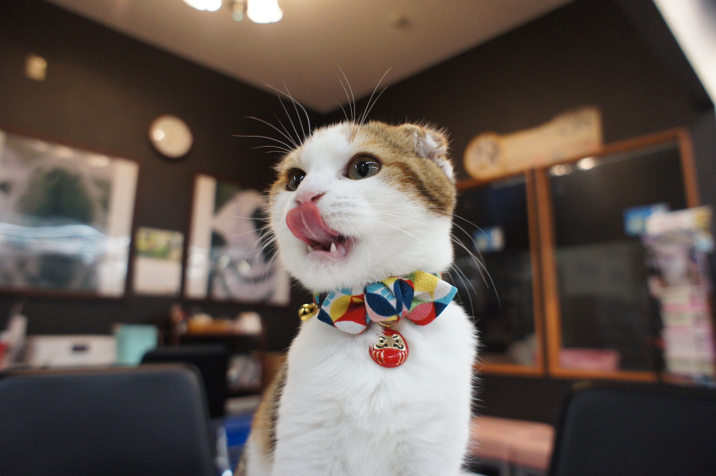 Necoichi Chirimen Daruma Charm Breakaway Cat Collar with Bell, Red, 8.2 to 13.7-in neck, 2/5-in wide