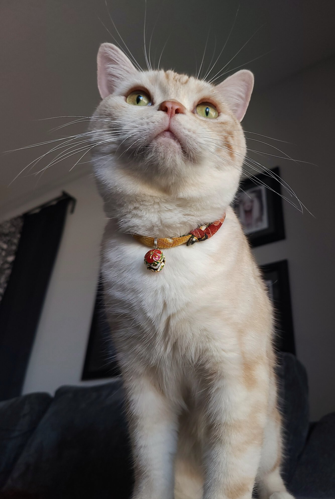 Necoichi Chirimen Plum Blossom Breakaway Cat Collar with Bell, Green, 8.2 to 13.7-in neck, 2/5-in wide
