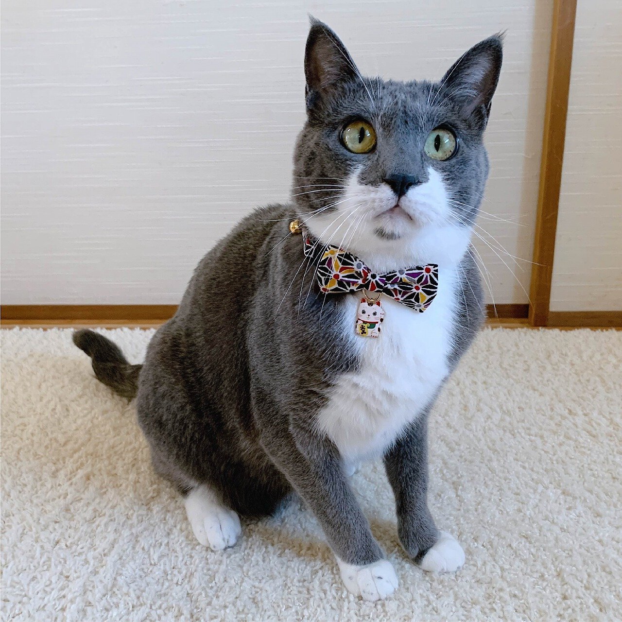 Necoichi Lucky Charm Bow Tie Cotton Breakaway Cat Collar with Bell, Black, 8.2 to 13.7-in neck, 2/5-in wide