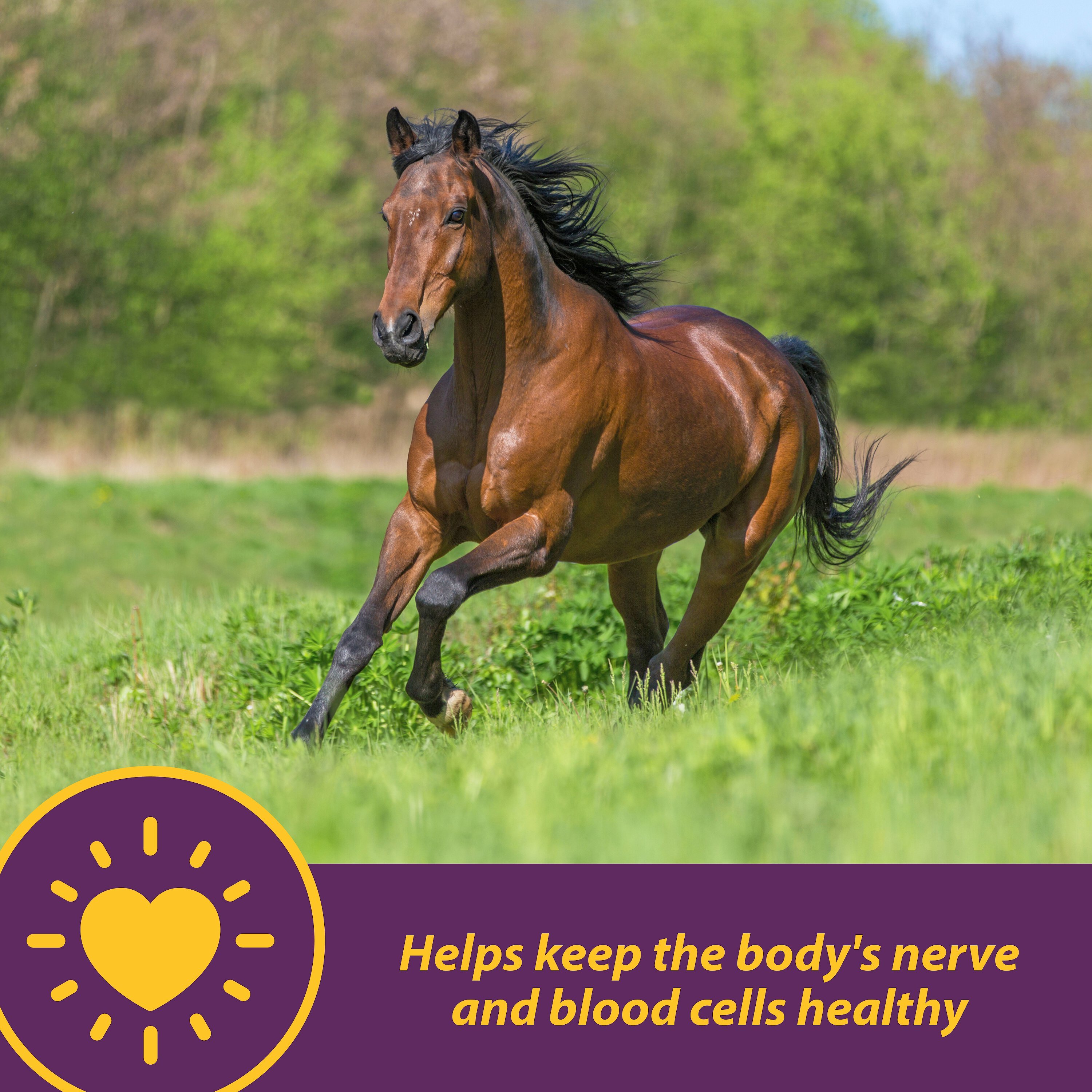Horse Health Products Vita B-12 Crumbles Horse Vitamin Supplement, 3-lb bucket