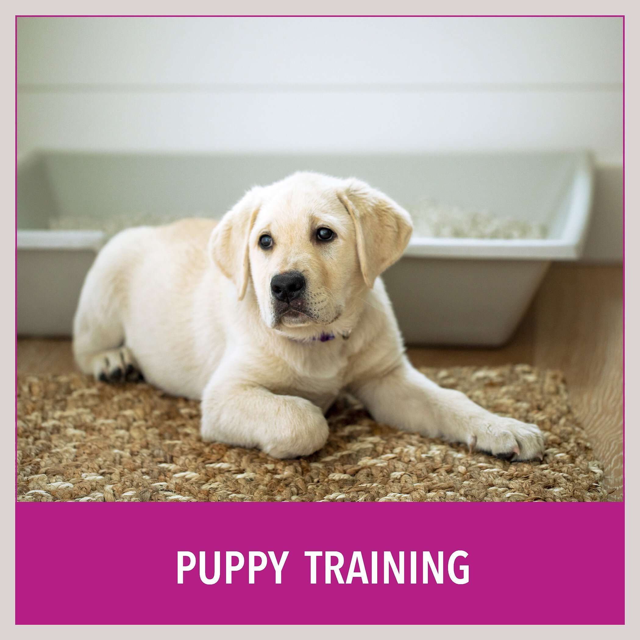 Puppy Go Potty Natural Paper Fiber Dog Litter, 8.5-lb bag