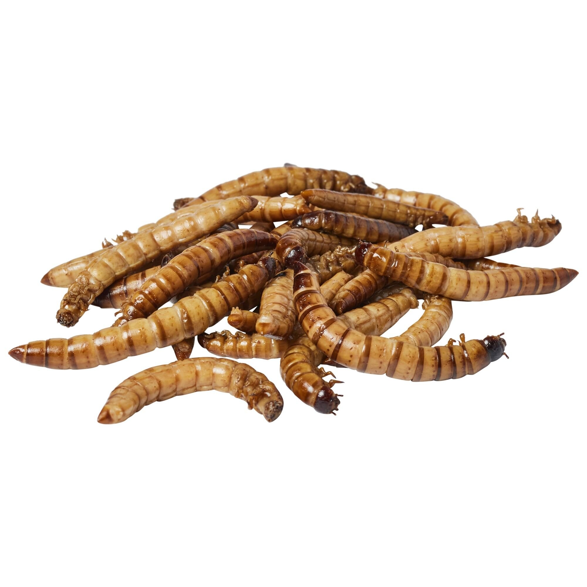 Zoo Med Can O' Superworms Extra Large Mealworms Reptile Food, 1.2-oz can