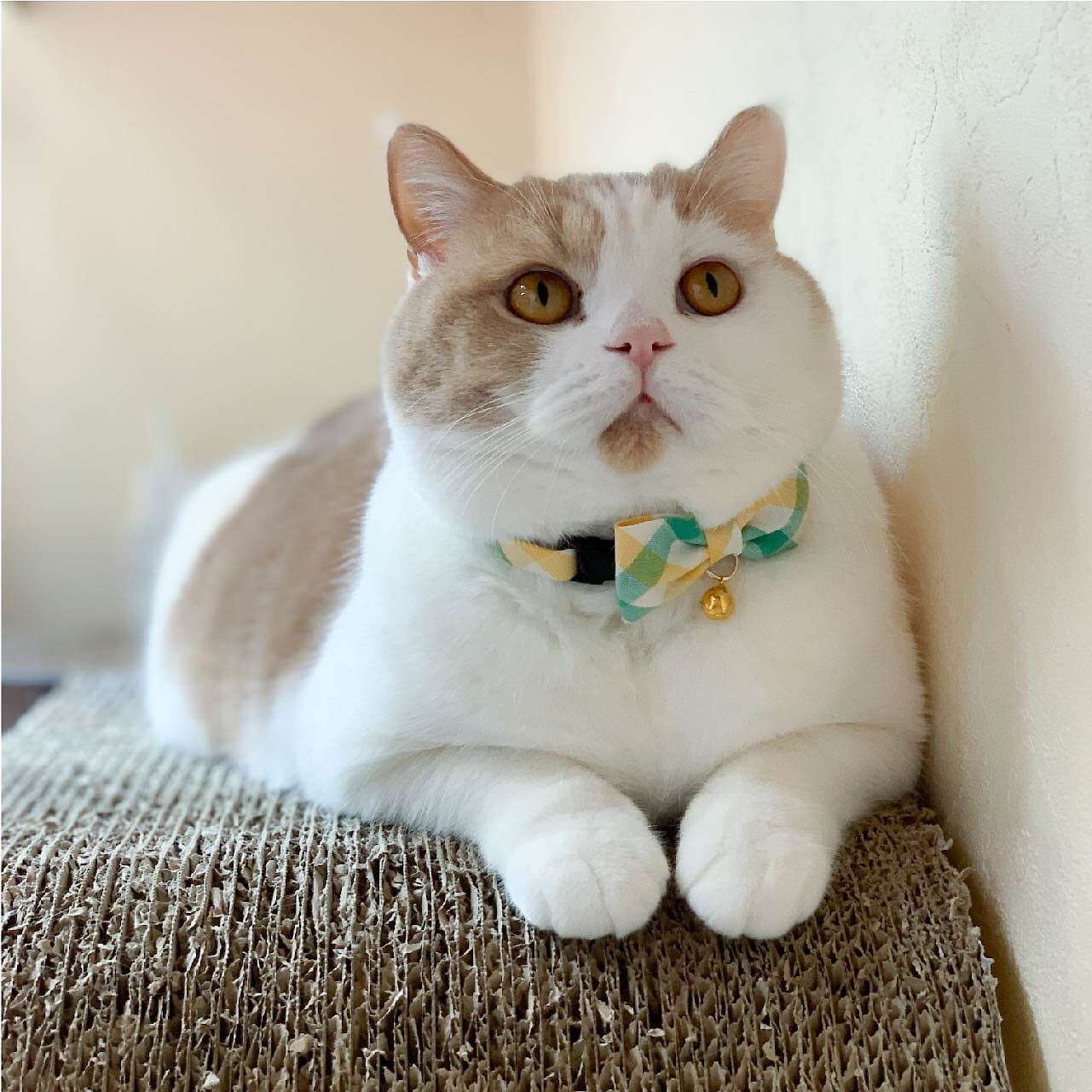 Necoichi Purrfect Picnic Bow Tie Cotton Breakaway Cat Collar with Bell, Yellow, One Size: 8.2 to 13.7-in neck, 1/2-in wide