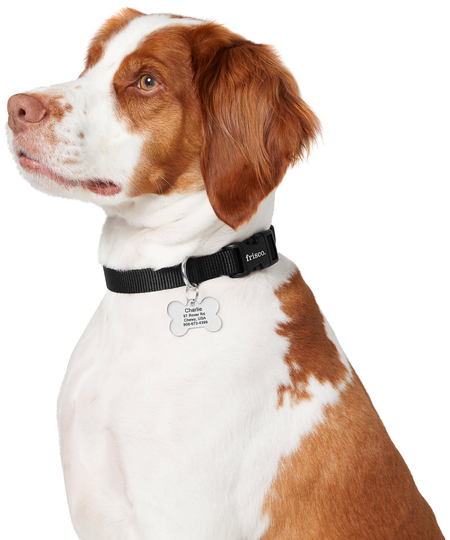 Frisco Chewy Stainless Steel Personalized Dog & Cat ID Tag with Enamel Infill, Regular
