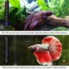 SunGrow Betta Fish Thermometer Sticker, Temperature Strip for Small Aquarium & Reptiles Tank - image 4