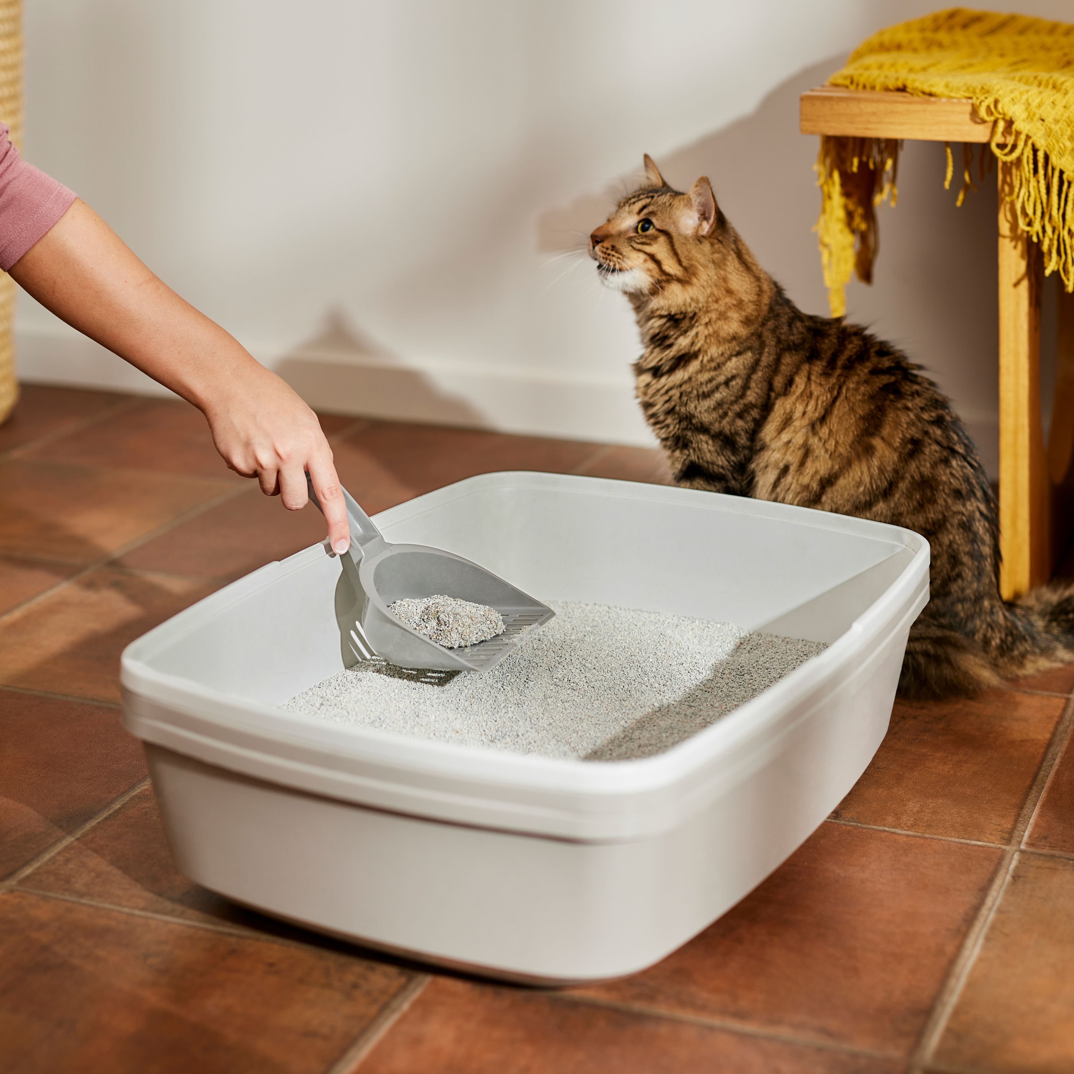 Frisco Relaxing Chamomile & Rose Scented Clumping Clay Cat Litter, 20-lb bag