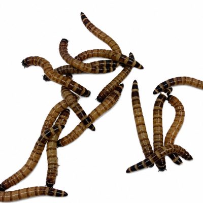 ABDragons Live Superworms Reptile, Bird, Fish & Small Pet Food, Large, 100 count