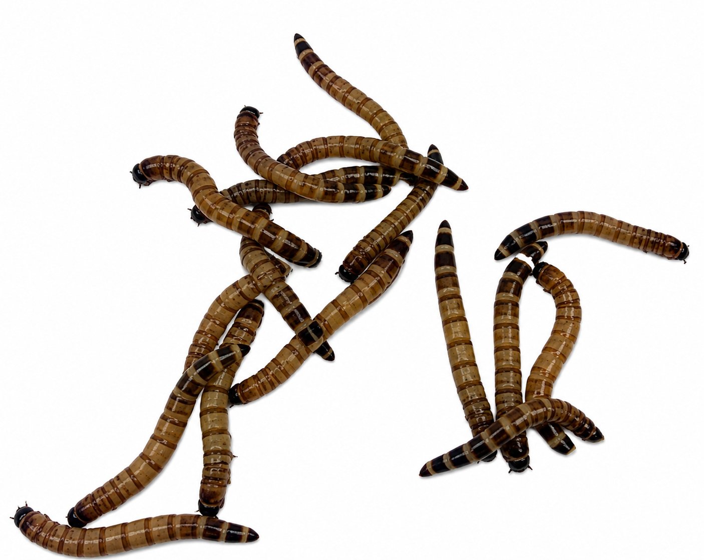 ABDragons Live Superworms Reptile, Bird, Fish & Small Pet Food, Large, 100 count
