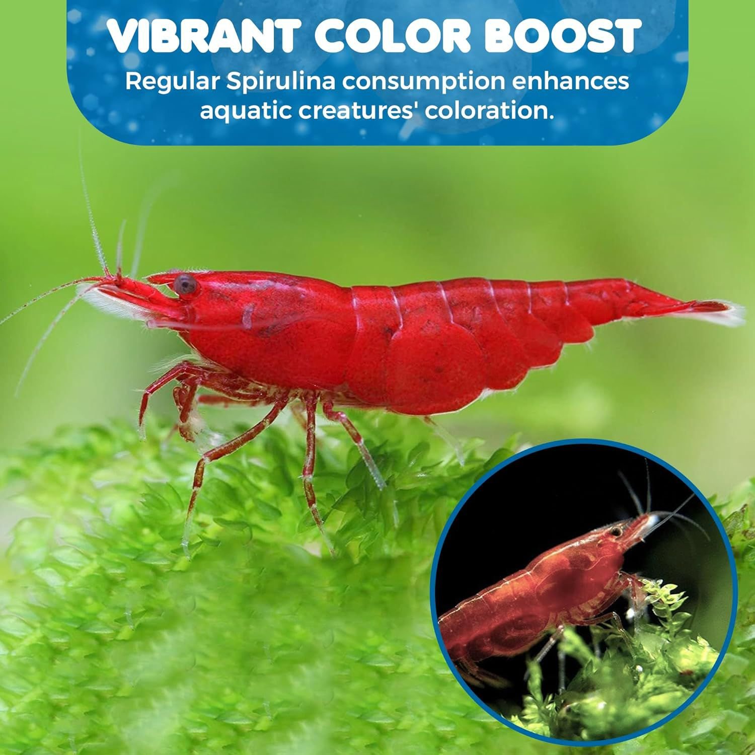 SunGrow Growth Supplement for Freshwater Aquarium Bottom Feeders & Cherry Shrimp Food, 1.75-oz bag - image 4