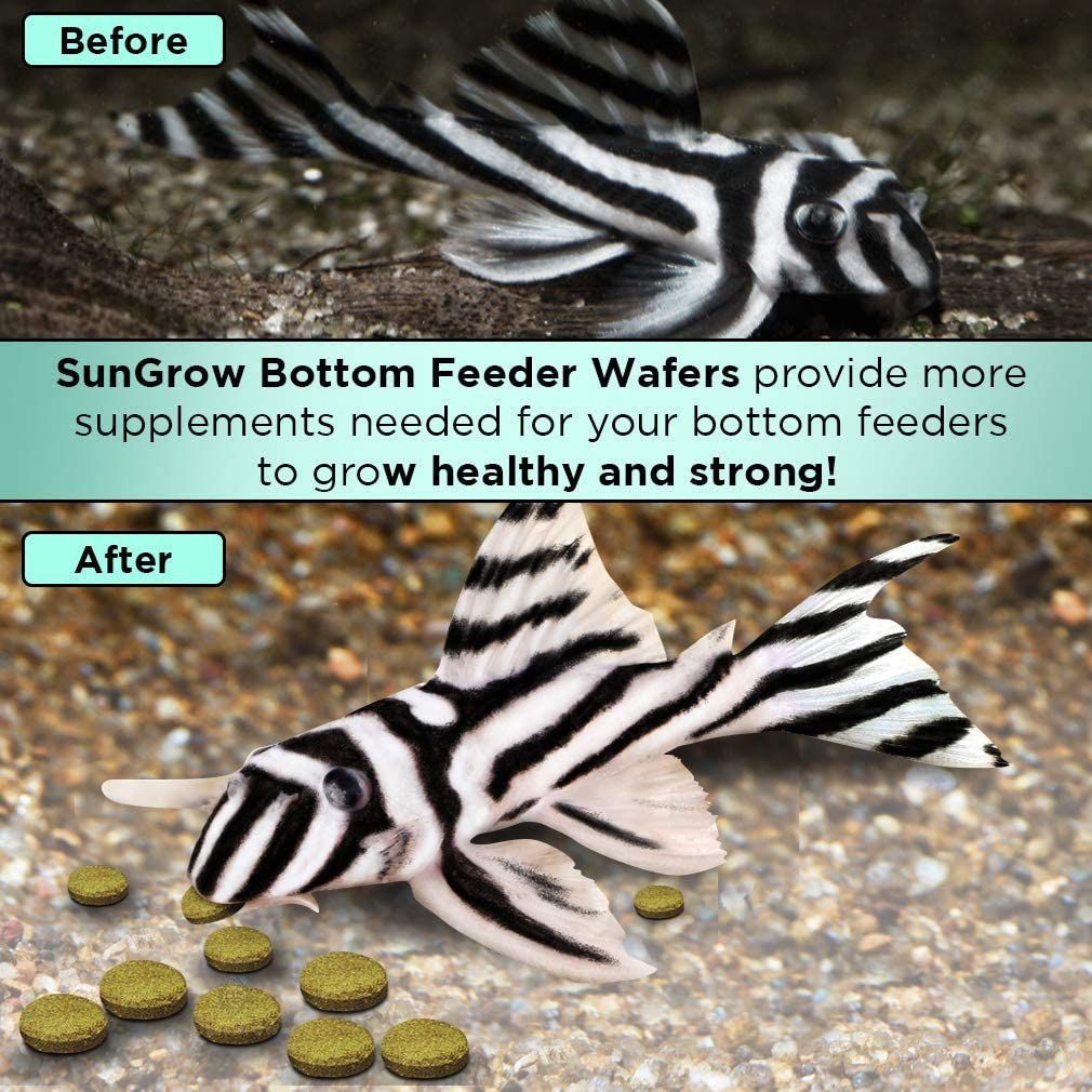 SunGrow Algae Wafers Bottom Feeder, Snail & Pleco Sinking Fish Food, 2.8-oz