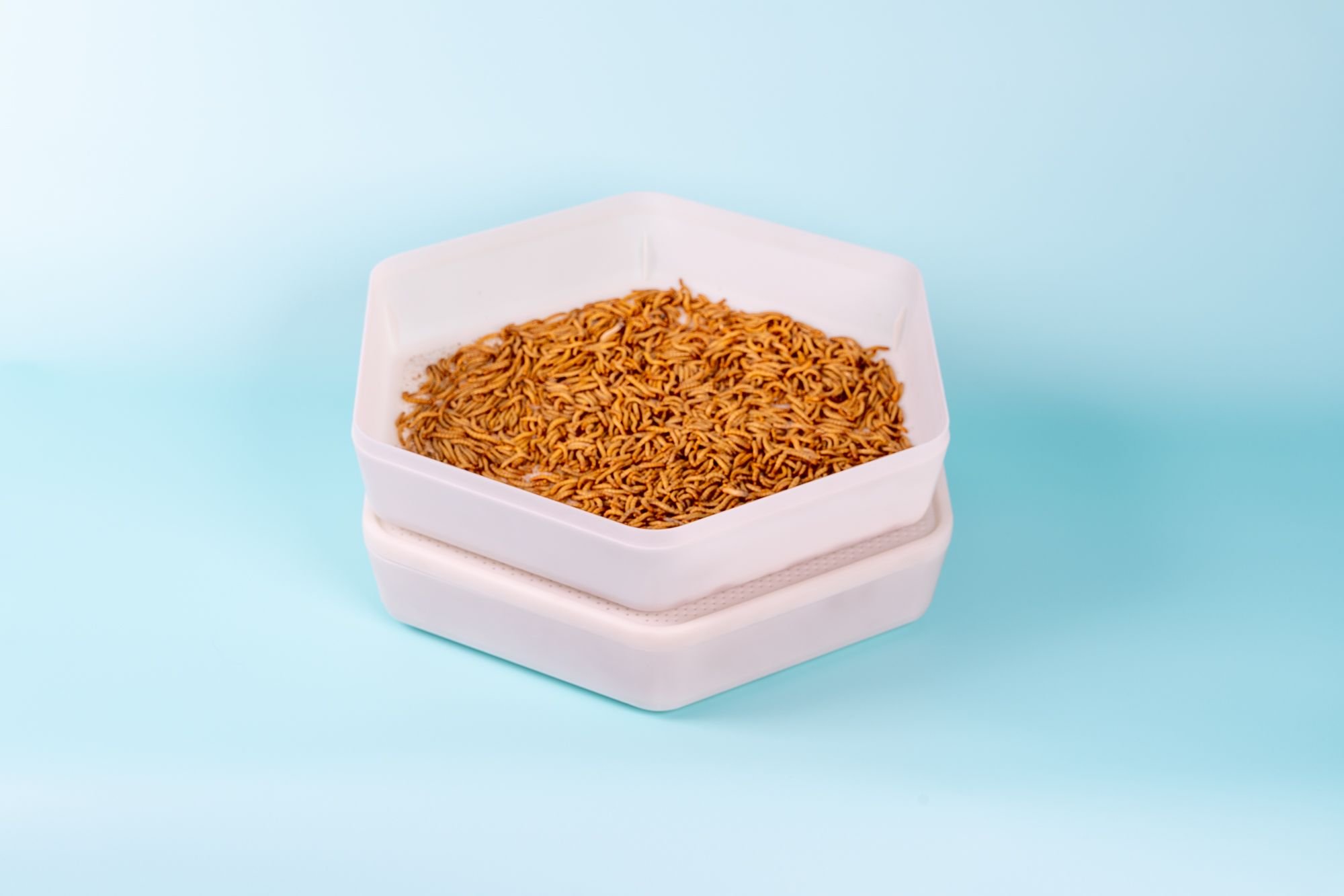The Bug Factory Mealworm Growing Pod Reptile Feeder, White & Green
