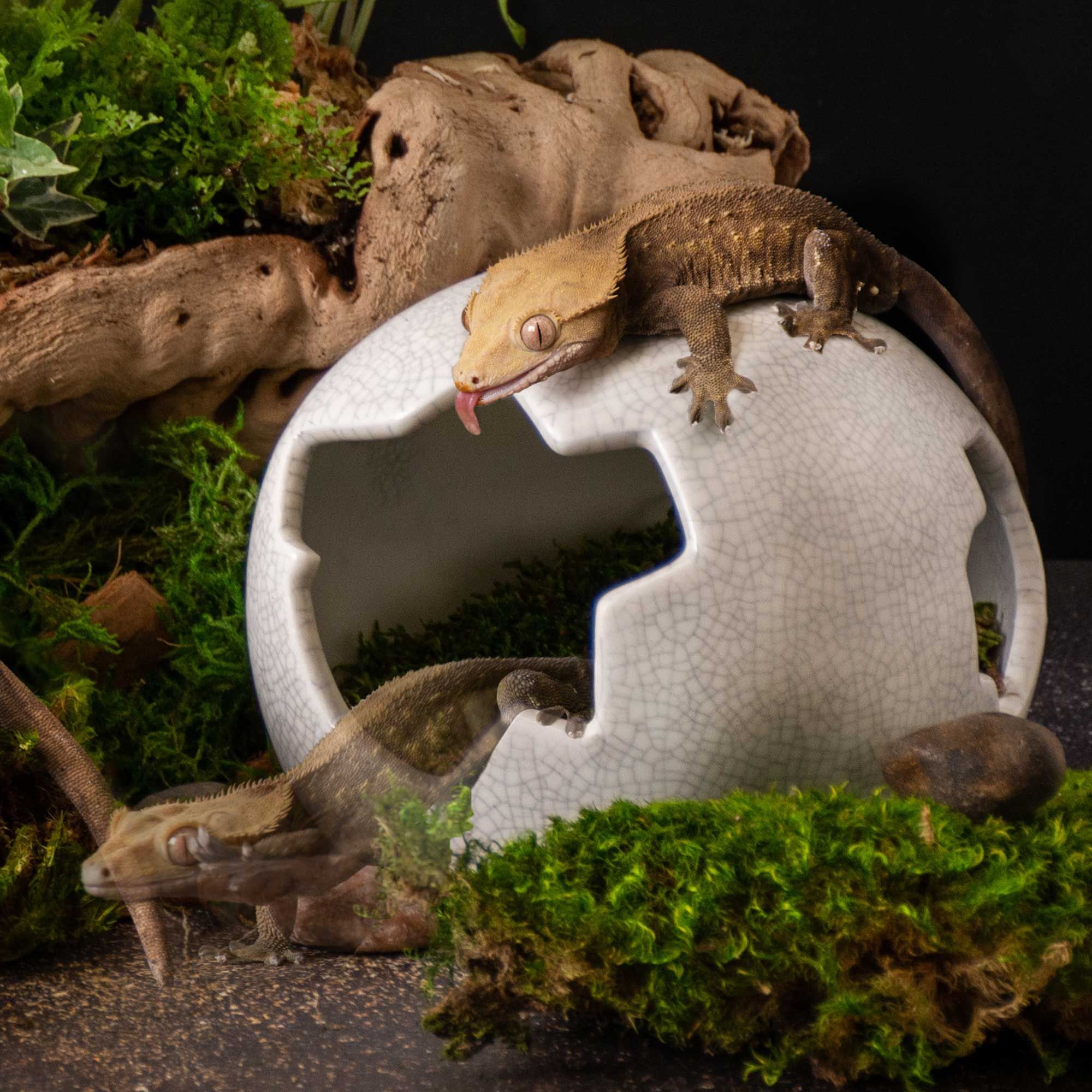 Galapagos Ceramic Egg Reptile Hideout, White, Medium, 6.3x5.12-in