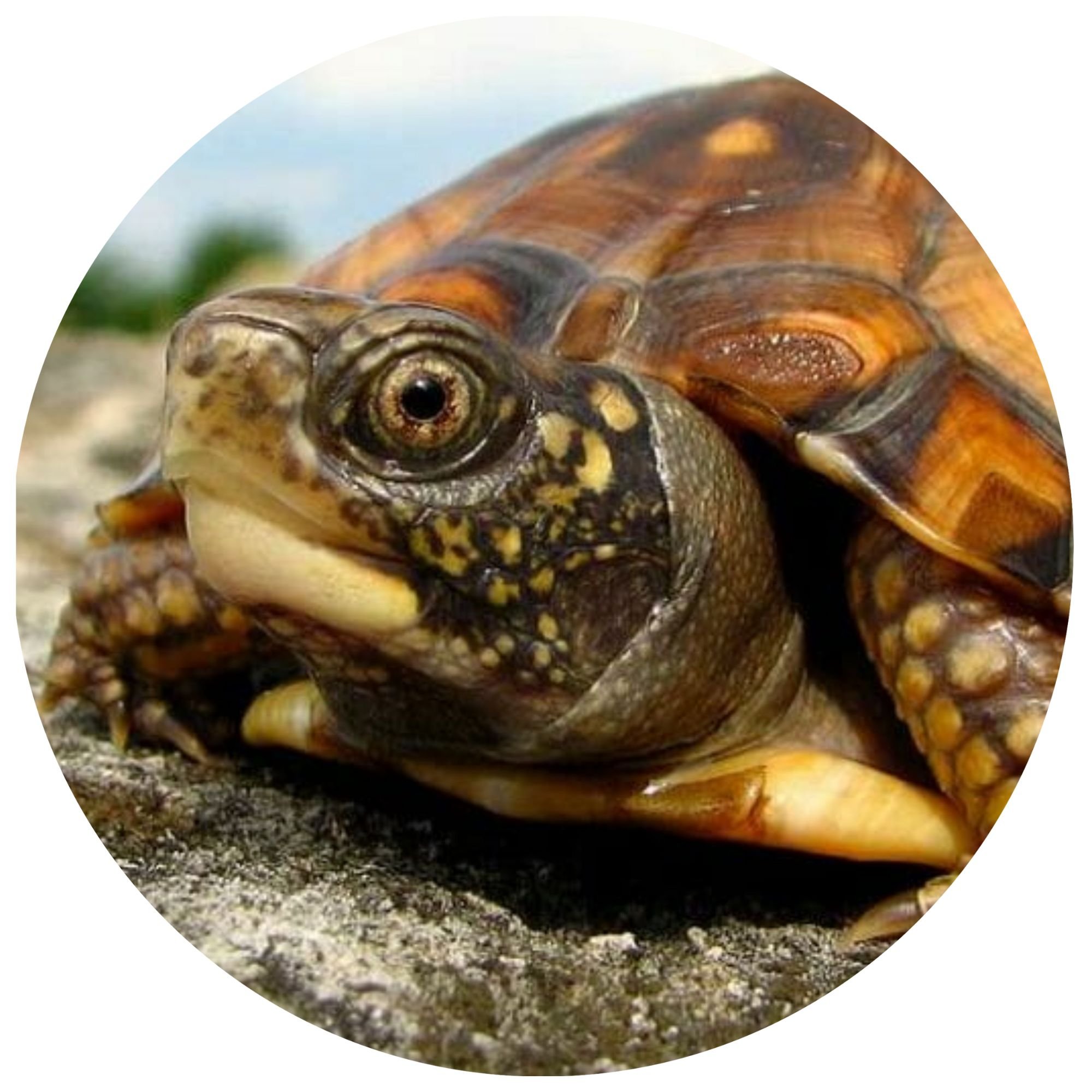 TropicZone Box Turtle Performance Daily Diet Stage 2 for Juvenile Turtles Food, 8-oz bag