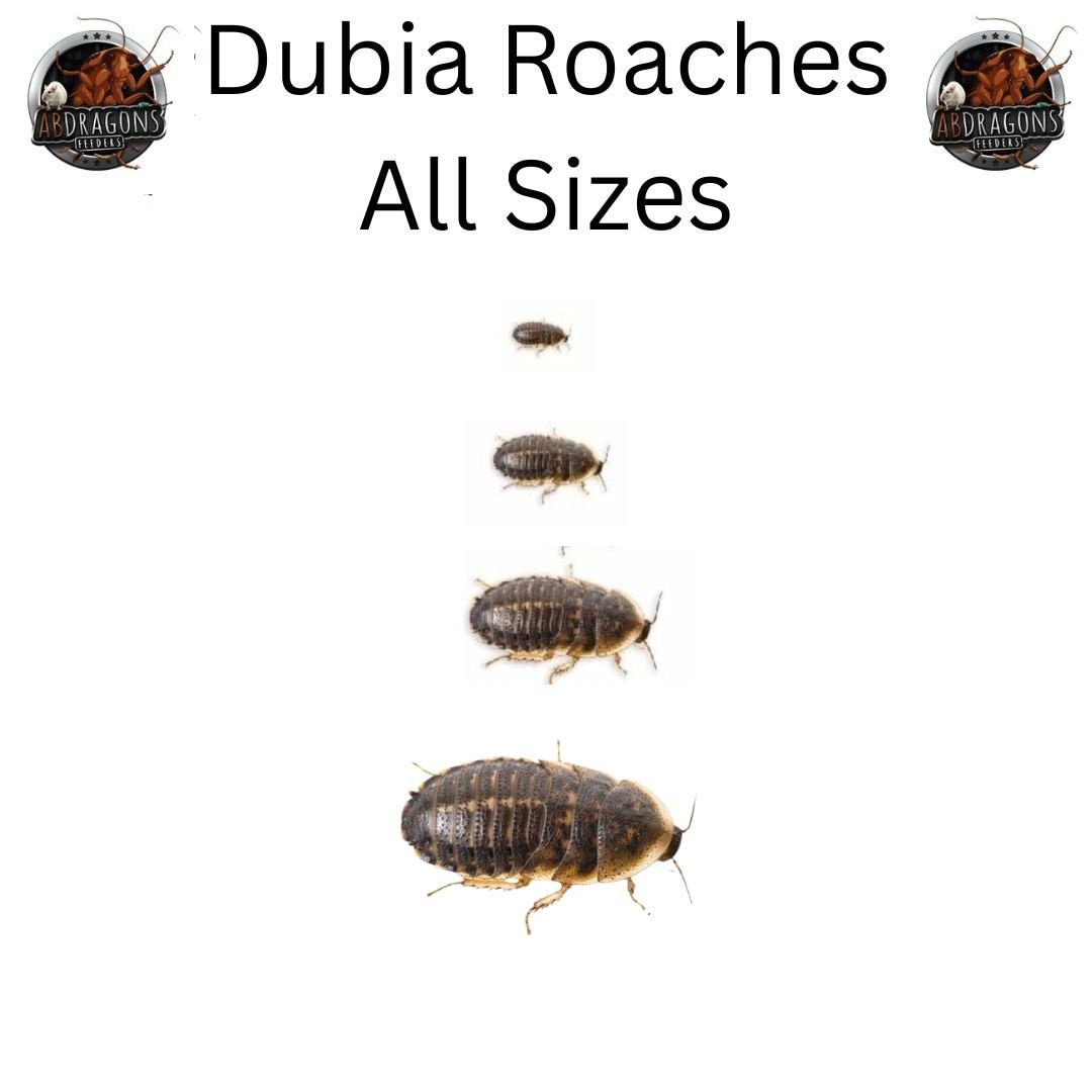 ABDragons Live Dubia Roaches Reptile, Bird, Fish & Small Pet Food, Large, 300 count