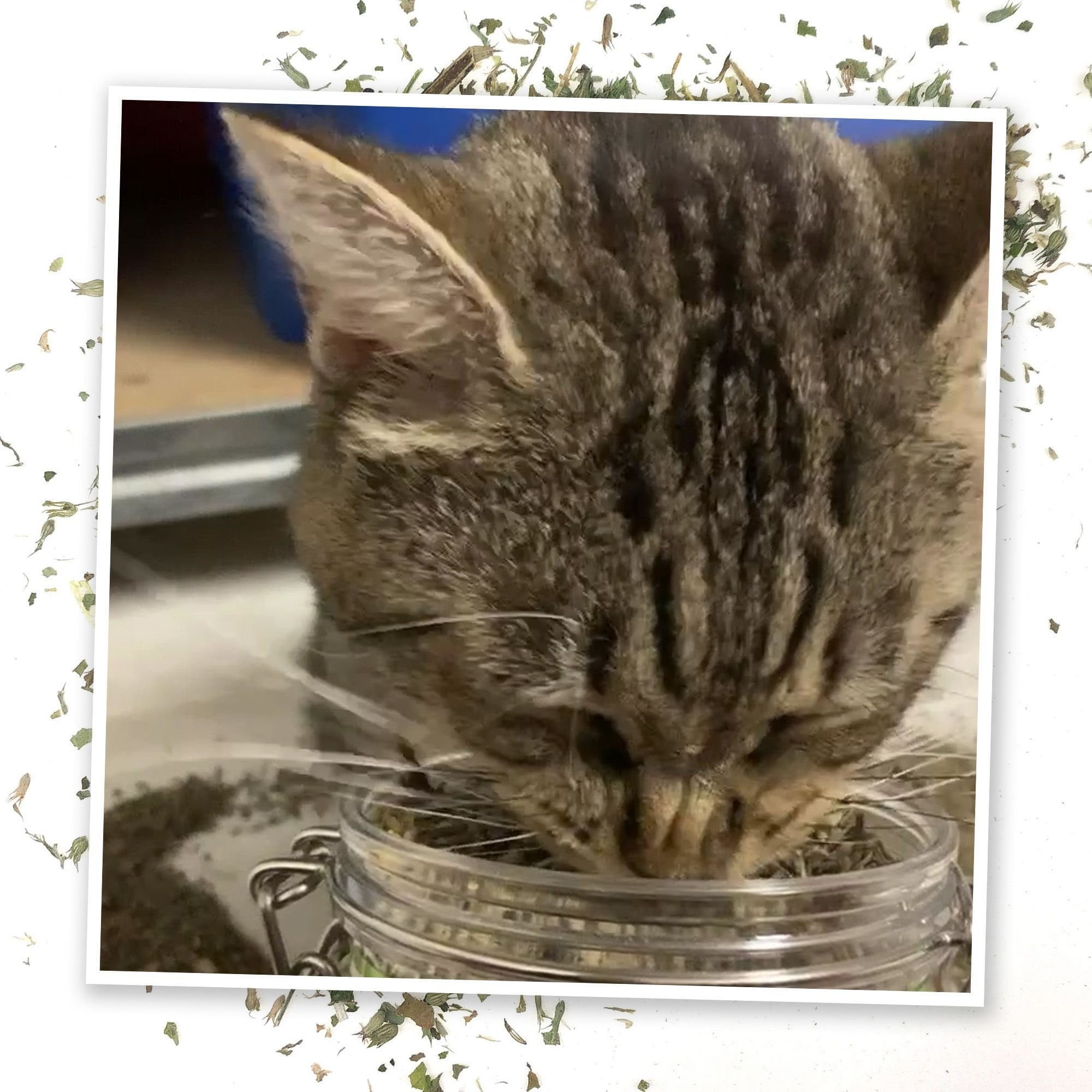 Meowijuana Jar of Catnibas Catnip Pawty Mix with Lemongrass Cat Catnip, 60-g bag